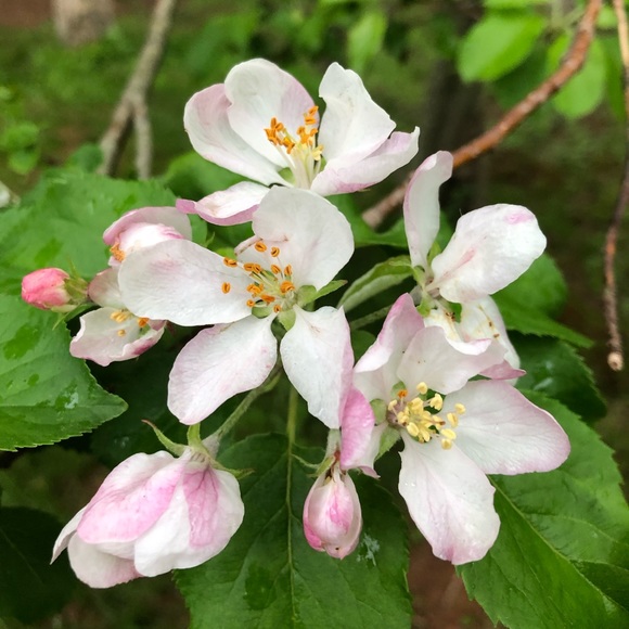 Meet your Posher, Sophia - Picture 1 of 1